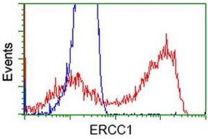 HEK293T cells transfected with either RC200478 overexpress plasmid (Red) or empty vector control plasmid (Blue) were immunostained by anti-ERCC1 antibody (ABIN2453000), and then analyzed by flow cytometry. (ERCC1 antibody)