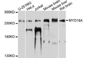 Western blot analysis of extracts of various cells, using MYO18A antibody. (Myosin XVIIIA antibody)