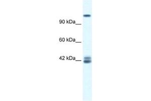 Western Blotting (WB) image for anti-Glutamate Receptor, Ionotropic, N-Methyl D-Aspartate 2c (GRIN2C) antibody (ABIN2461089) (GRIN2C antibody)