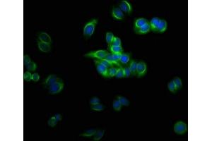 Immunofluorescent analysis of HepG2 cells using ABIN7173684 at dilution of 1:100 and Alexa Fluor 488-congugated AffiniPure Goat Anti-Rabbit IgG(H+L) (TUBB3 antibody  (AA 1-210))