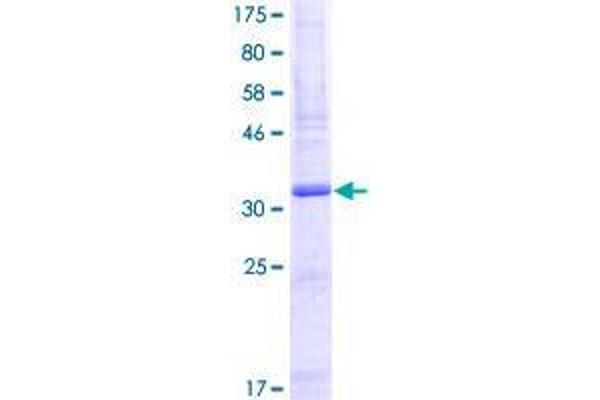SLURP1 Protein (AA 1-103) (GST tag)