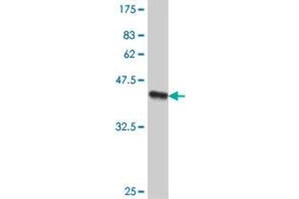 SMC4 antibody  (AA 646-755)