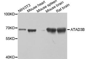 Western blot analysis of extracts of various cell lines, using ATAD3B antibody. (ATAD3B antibody)