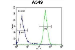 Flow cytometric analysis of A549 cells using Neugrin Antibody (C-term) Cat. (NGRN antibody  (C-Term))