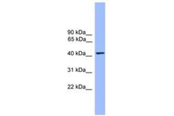 THEG antibody  (AA 141-190)