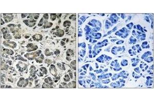 Immunohistochemistry analysis of paraffin-embedded human pancreas tissue, using NDUFA8 Antibody. (NDUFA8 antibody  (AA 109-158))