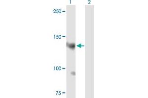 Western Blot analysis of AKAP13 expression in transfected 293T cell line by AKAP13 MaxPab polyclonal antibody. (AKAP13 antibody  (AA 1-1058))
