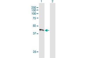 Western Blot analysis of HFE expression in transfected 293T cell line by HFE MaxPab polyclonal antibody. (HFE antibody  (AA 1-348))