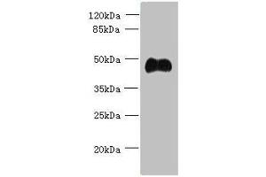 Western blot All lanes: ABI3 antibody at 5 μg/mL + Mouse heart tissue Secondary Goat polyclonal to rabbit IgG at 1/10000 dilution Predicted band size: 40, 39 kDa Observed band size: 40 kDa (ABI3 antibody  (AA 1-366))