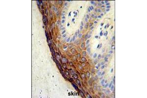 Formalin-fixed and paraffin-embedded human skin tissue reacted with ECE-1 Antibody , which was peroxidase-conjugated to the secondary antibody, followed by DAB staining. (ECE1 antibody  (C-Term))