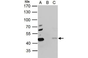 IP Image EBP1 antibody immunoprecipitates EBP1 protein in IP experiments. (PA2G4 antibody)