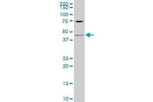 KIR5.1 antibody  (AA 319-416)