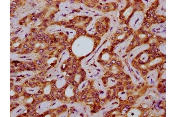 SLC15A4 antibody  (AA 243-317)