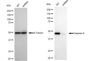 Western blotting analysis using Caspase 9 antibody (ABIN7797910).