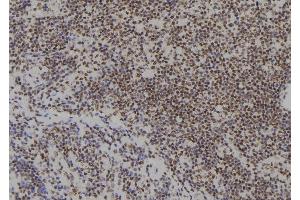 ABIN6279504 at 1/100 staining Human spleen tissue by IHC-P. (SIX4 antibody  (Internal Region))