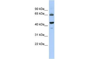 WB Suggested Anti-PDE12 Antibody Titration: 0. (PDE12 antibody  (Middle Region))