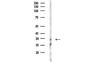 anti-Olfactory Receptor, Family 9, Subfamily Q, Member 1 (OR9Q1) (C-Term) antibody