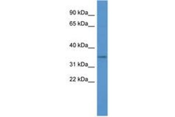 OR2A5 antibody  (AA 221-270)