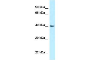 WB Suggested Anti-Gnaq Antibody Titration: 1.