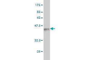 Western Blot detection against Immunogen (37. (DNER antibody  (AA 368-476))