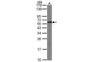 WB Image Sample(30 μg of whole cell lysate) A: Raji 12% SDS PAGE antibody diluted at 1:500 (IFT74 antibody  (C-Term))