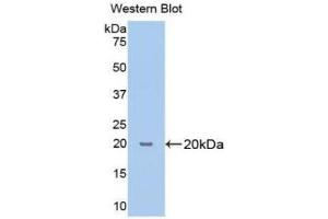 Western Blotting (WB) image for anti-Cyclophilin B (PPIB) (AA 47-216) antibody (ABIN1172621)