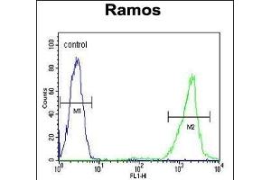 HR Antibody (C-term) (ABIN655716 and ABIN2845166) flow cytometric analysis of Ramos cells (right histogram) compared to a negative control cell (left histogram).