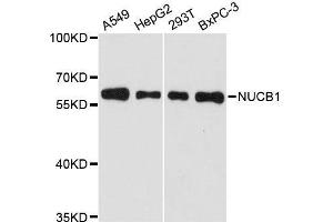 Western blot analysis of extracts of various cell lines, using NUCB1 antibody.