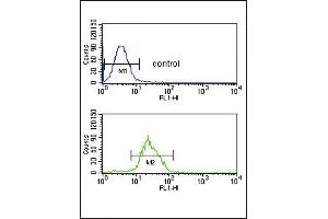 ITPKC Antibody (N-term) (ABIN653274 and ABIN2842790) flow cytometric analysis of CEM cells (bottom histogram) compared to a negative control cell (top histogram). (ITPKC antibody  (N-Term))