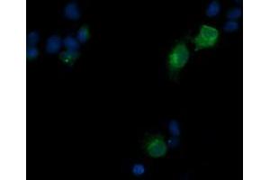 Immunofluorescence (IF) image for anti-T-cell surface glycoprotein CD1c (CD1C) antibody (ABIN2670660) (CD1c antibody)