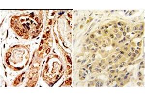 Image no. 1 for anti-SUMO/sentrin Specific Peptidase 3 (SENP3) (N-Term) antibody (ABIN356754) (SENP3 antibody  (N-Term))