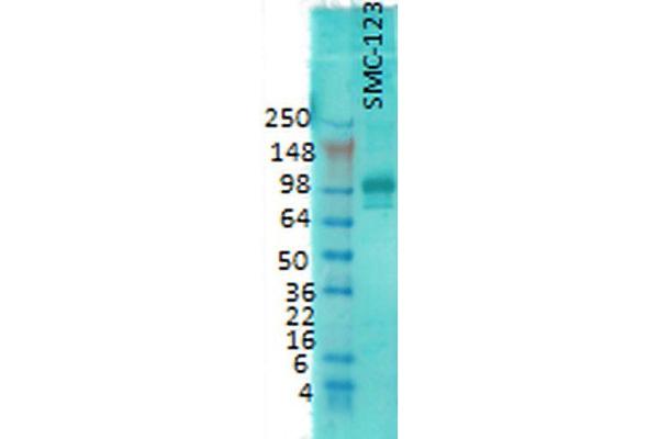 DLG4 抗体  (Atto 390)