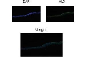 Sample Type: Xenopus Laevis embryo stage 46 gut tissue Primary Dilution: 1:200 (HLX antibody  (Middle Region))