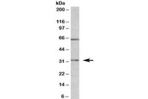 Western blot testing of MOLT4 lysate with Caspase 3 antibody at 1ug/ml. (Caspase 3 antibody)