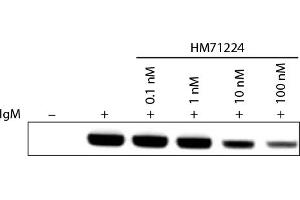Ramos cell lysates treated with HM71224 and stimulated with Goat F(ab’)2 Anti-Human IgM-UNLB (Goat anti-Human IgM Antibody)