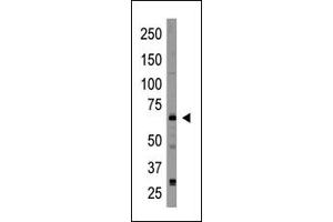Image no. 1 for anti-Cryptochrome 2 (Photolyase-Like) (CRY2) (C-Term) antibody (ABIN358614) (CRY2 antibody  (C-Term))