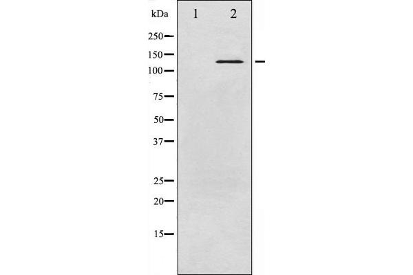 ABL1 antibody  (pTyr245)