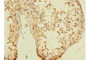Immunohistochemistry of paraffin-embedded human testis tissue using ABIN7174603 at dilution of 1:100 (UBXN8 antibody  (AA 55-270))
