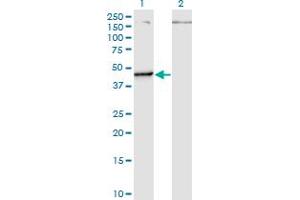 Western Blotting (WB) image for anti-Pseudouridylate Synthase 1 (PUS1) (AA 1-399) antibody (ABIN529275)