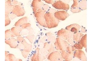 IHC-P analysis of Mouse Skeletal muscle Tissue, with DAB staining.
