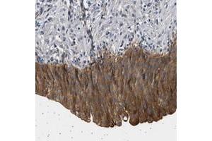 Immunohistochemical staining of human urinary bladder with PPAPDC2 polyclonal antibody  shows strong cytoplasmic positivity in urothelial cells at 1:50-1:200 dilution.