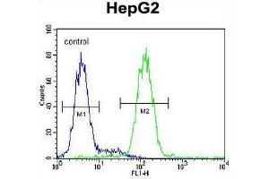 CCDC17 Antibody (C-term) flow cytometric analysis of HepG2 cells (right histogram) compared to a negative control cell (left histogram). (CCDC17 antibody  (C-Term))