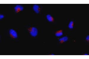 Immunofluorescence (IF) image for anti-Ras-Related GTP Binding C (RRAGC) (full length) antibody (ABIN2452103)