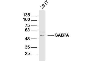 293T lysates probed with GABPA Polyclonal Antibody, Unconjugated  at 1:300 dilution and 4˚C overnight incubation.