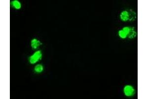 Anti-MYC mouse monoclonal antibody (ABIN2452342) immunofluorescent staining of COS7 cells transiently transfected by pCMV6-ENTRY MYC (RC201611). (c-MYC antibody)
