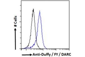 Flow cytometric analysis of paraformaldehyde fixed HEK293 cells (blue line), permeabilized with 0. (DARC antibody  (N-Term))