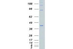 Validation with Western Blot (CSNK2A1/CK II alpha Protein (Transcript Variant 2) (Myc-DYKDDDDK Tag))