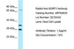 Western Blotting (WB) image for anti-Sortilin 1 (SORT1) (C-Term) antibody (ABIN2789904) (Sortilin 1 antibody  (C-Term))