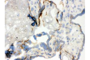 Anti- WASP Picoband antibody, IHC(F) IHC(F): Human Placenta Tissue (WASP antibody  (C-Term))