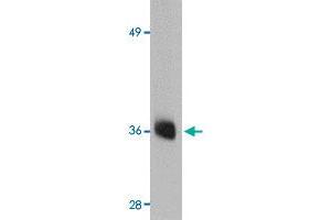 Western blot analysis of AGTR2 in mouse liver tissue lysate with AGTR2 polyclonal antibody  at 0. (Angiotensin II Type 2 Receptor antibody  (Internal Region))